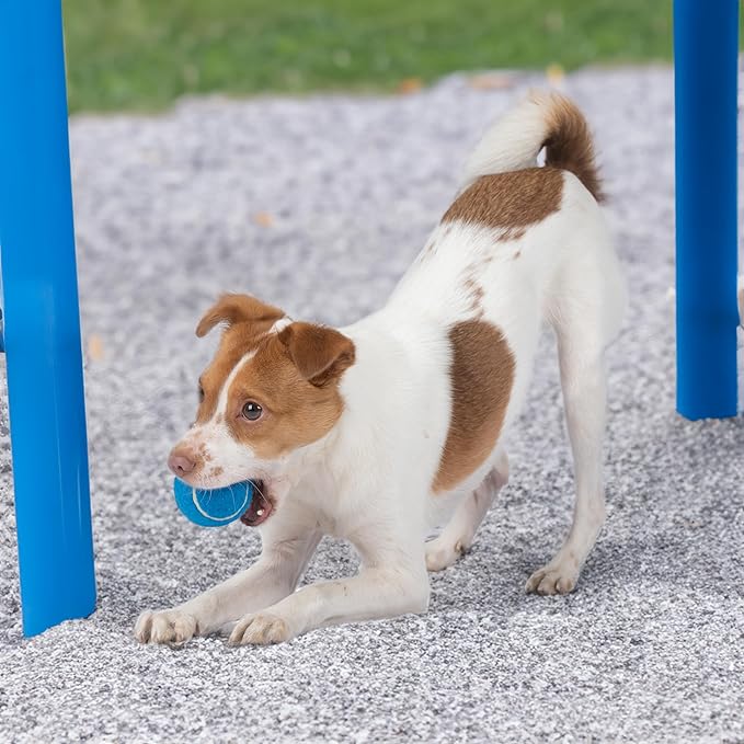 Best Pet Supplies Squeaky Tennis Toys for Dogs, 4-Pack, Heavy-Duty Interactive Pet Toys for Throwing and Fetching, Supports Exercise and Natural Behavior Training, Durable - Small - PAWPICO
