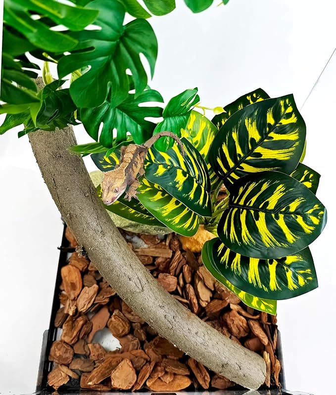 Woyrise Reptile Artificial Plants for Terrarium Decor, Amphibian Habitat Decorations Bearded Dragon Tank Accessories fit Crested Gecko Leopard Lizard Chameleon Ball Python Snake Frog - Prayer Peacock Woyrise
