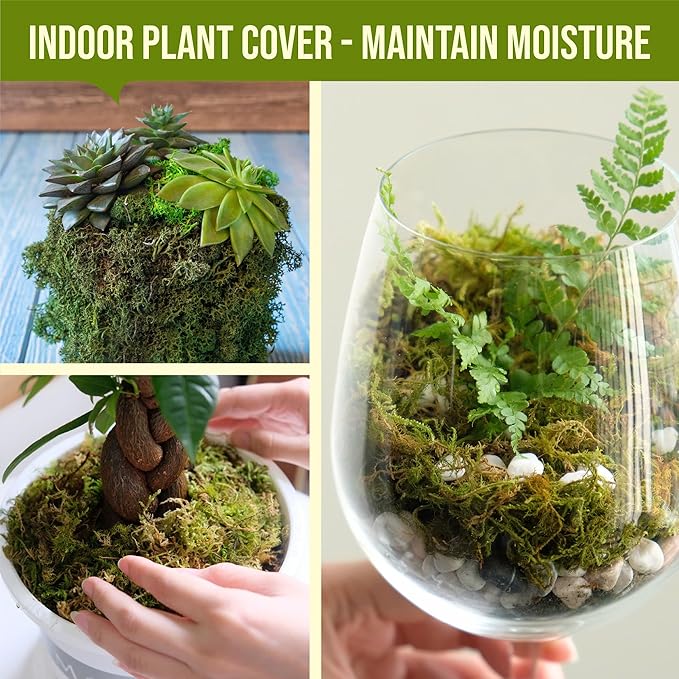 5Oz Moss for Reptiles, Moss for Terrarium, Sphagnum Moss, Reptile Bedding, Reptile Moss, Frog Moss, Snake Bedding, Moss for Turtle, Snail Substrate, Lizard Substrate, Substrate for Reptile Tank Gardenstory