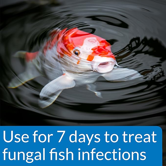 API POND PIMAFIX Antifungal Pond Fish Infection Remedy 64-Ounce Bottle API
