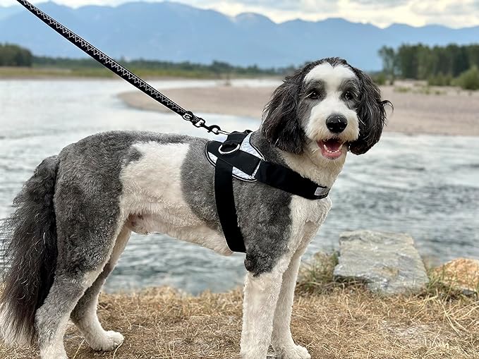 ShawnCo Essential Dog Harness, No-Pull Pet Vest with 3 Leash Clips, No Choke, Reflective, Adjustable and Padded, for Easy Walking and Training for Small, Medium and Large Dogs (Freckle's Garden, XS) SHAWNCO