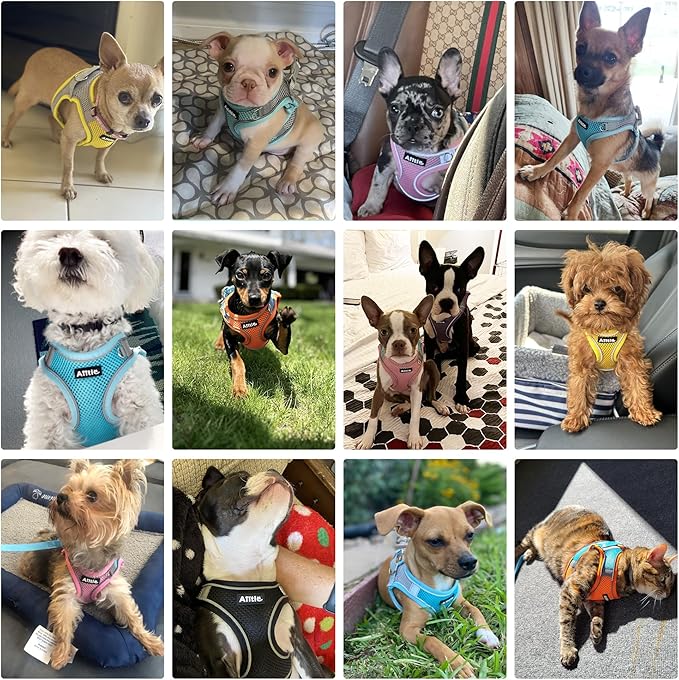 AIITLE Dog Harness, Spring No-Pull Cat Harness with a Leash, Adjustable Reflective Dog Vest, Cat Harness Escape Proof, Outdoor Walking, Camping for Extra Small Dogs and House Cats Yellow XXXS AIITLE-FORPETSBETTERLIFE