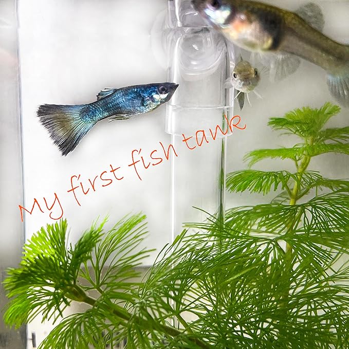 My First Fish Tank™ 1 Gallon Mini Small Fish Tank, Easy Maintenance, Self Cleaning-no Need Power, No Noise, with LED Light, Beautiful White Pebbles, Perfect Starter Kit for Kids ODOTTAA