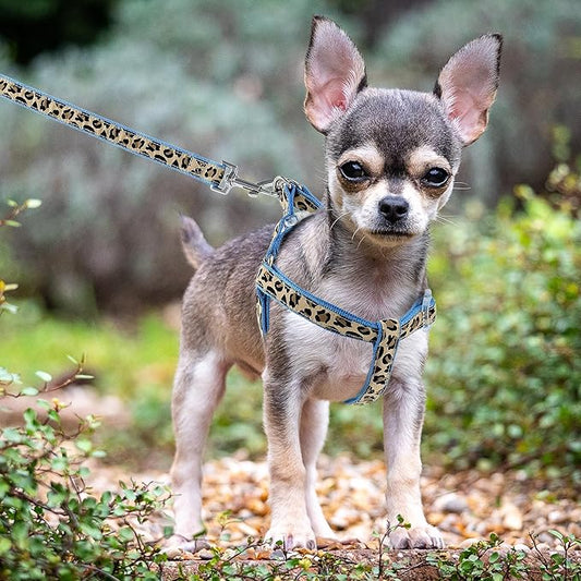 Mile High Life Leopard Dog Harness Collar Leash Set | Adjustable No Pull Dog Halter Harness for Small Breed Dogs | Easy Control for Training Walking | Blue, X-Small MileHighLife