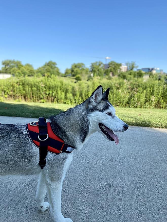ShawnCo Essential Dog Harness, No-Pull Pet Vest with 3 Leash Clips, No Choke, Reflective, Adjustable and Padded, for Easy Walking and Training for Small Dogs (Mustang Red, S) SHAWNCO