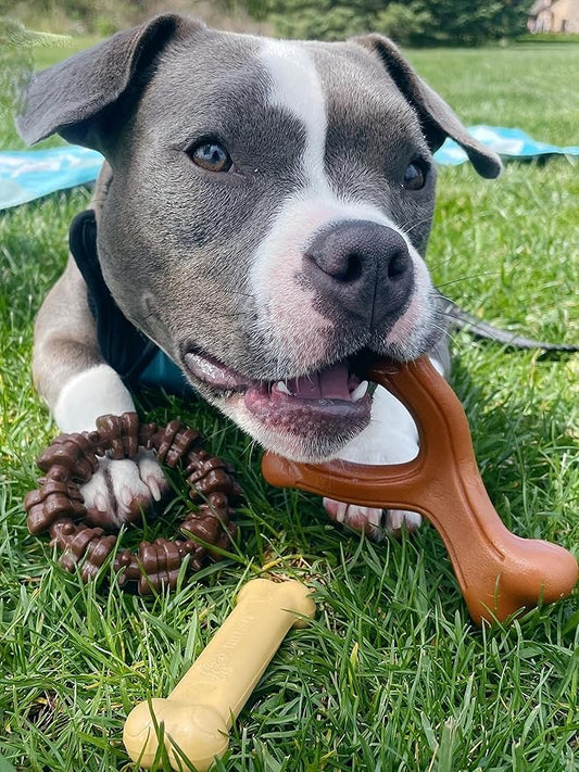 Nylabone Power Chew Customer Favorites Dog Toy Bundle, Indestructible Dog Chew Toys for Aggressive Chewers, 3 Shapes and Flavors, Flavor Medley, Small/Regular (3 Count) - PAWPICO