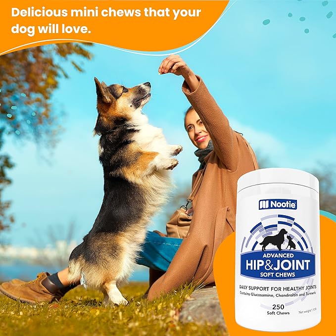 Nootie Glucosamine for Dogs - 250 ct - Hip and Joint Soft Chews Supplement for Dogs - Daily Dog MSM Chondroitin Chews with Turmeric - Joint Care Vitamins for All Breeds and Sizes USA Nootie