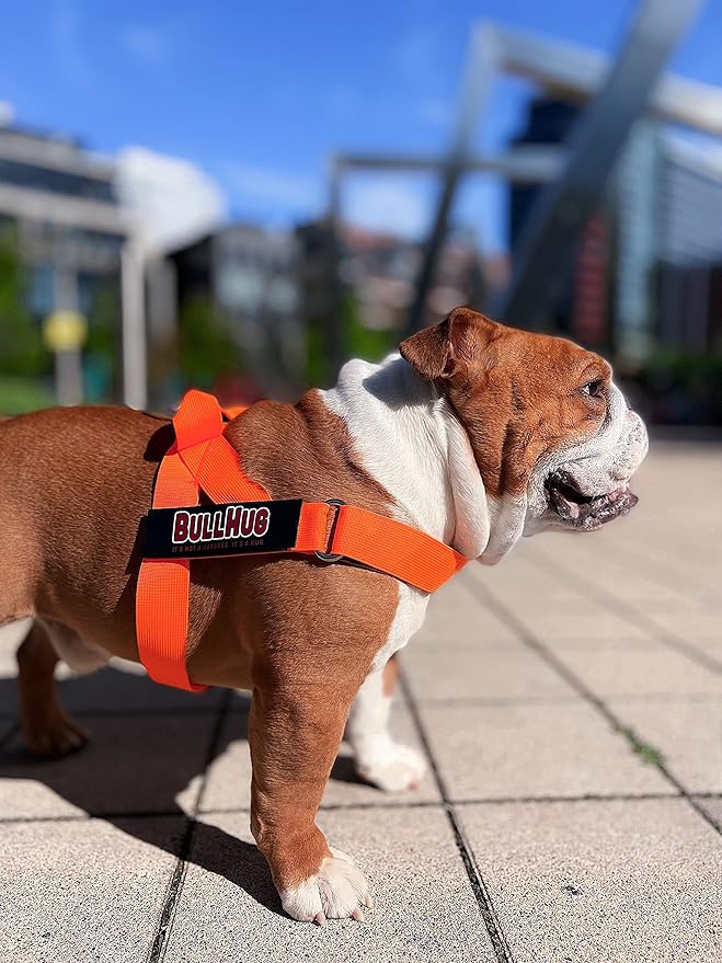 BULLHUG Harness – Made for Larger Chested Dogs Like English Bulldogs, French Bulldogs, Pugs & More. Stops Dogs from Pulling & Choking on Walks (NEON Orange, Medium) BULLHUG