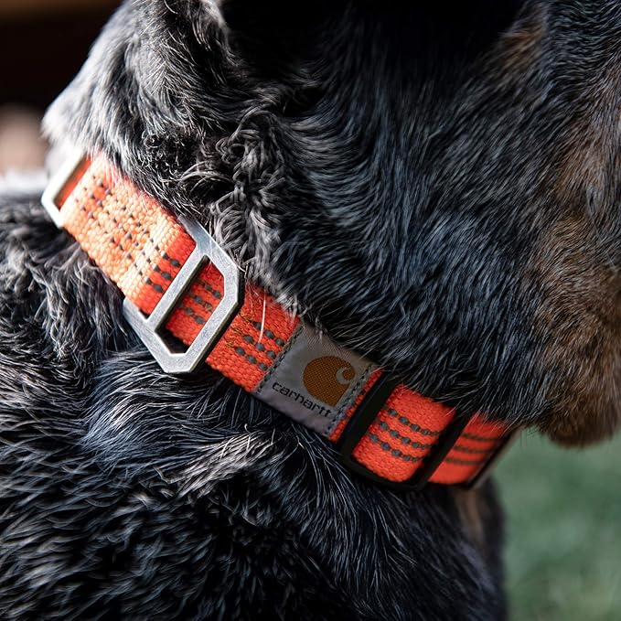 Carhartt Fully Adjustable Nylon Webbing Collars for Dogs, Reflective Stitching for Visibility, Hunter Orange (Nylon Webbing), Large Carhartt