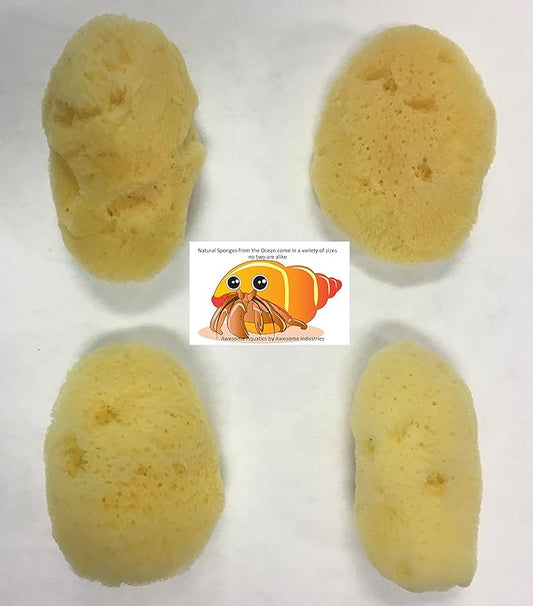 Awesome Aquatic 4-Pack of Hermit Crab Sea Sponges (All Natural Hermit Crab Sponge) Awesome+Aquatic