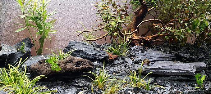 Natural Slate Stones 8 to 10 Inches - USA Sourced and Packaged for Aquascaping Aquariums, Terrariums, Paludariums, Reptile Enclosures, and Gardens (8-9 lbs) SmallWorldSlateandStone