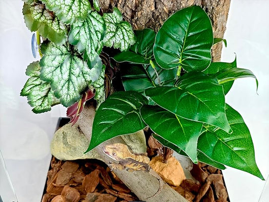 Woyrise Reptile Artificial Plants for Terrarium Decor, Amphibian Habitat Decorations Bearded Dragon Tank Accessories fit Crested Gecko Leopard Lizard Chameleon Ball Python Snake Frog - Fake Rohdea Woyrise