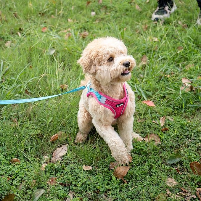 AIITLE Step in Dog Harness and Leash Set - Spring No Pull Escape Proof Vest Harnesses with Soft Mesh and Reflective Bands, Adjustable Pet Outdoor Harnesses for Small and Medium Dogs Hot Pink M AIITLE-FORPETSBETTERLIFE