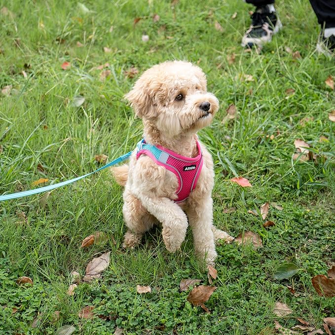 AIITLE Dog Harness, Spring No-Pull Cat Harness with a Leash, Adjustable Reflective Dog Vest, Cat Harness Escape Proof, Outdoor Walking, Camping for Extra Small Dogs and House Cats Hot Pink XXXS AIITLE-FORPETSBETTERLIFE
