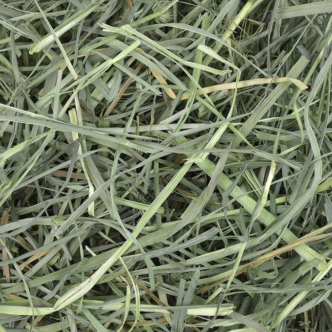 Oxbow Animal Health Orchard Grass Hay - All Natural Grass Hay for Chinchillas, Rabbits, Guinea Pigs, Hamsters & Gerbils - 15 oz. OxbowAnimalHealth