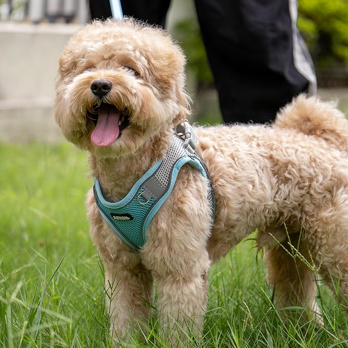 AIITLE Dog Harness, Spring No-Pull Cat Harness with a Leash, Adjustable Reflective Dog Vest, Cat Harness Escape Proof, Outdoor Walking, Camping for Extra Small Dogs and House Cats Blue XXXS AIITLE-FORPETSBETTERLIFE