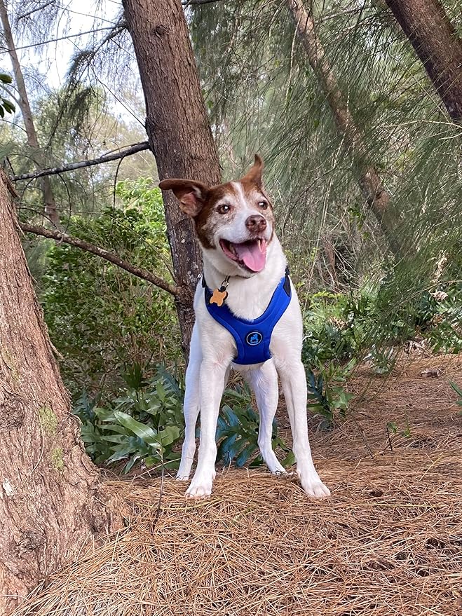 Gooby Escape Free Sport Harness - Blue, Large - No Choke Step-in Patented Neoprene Small Dog Harness with Four-Point Adjustment - Perfect on The Go Dog Harness for Medium Dogs No Pull and Small Dogs Gooby