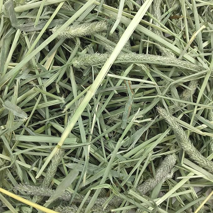 Oxbow Animal Health Western Timothy Hay - All Natural Hay for Rabbits, Guinea Pigs, Chinchillas, Hamsters & Gerbils- Made in the USA- Fiber Rich- Veterinarian Recommended - 25 lb. Bulk Size OxbowAnimalHealth