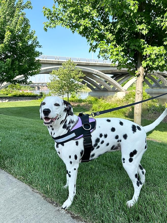 ShawnCo Essential Dog Harness, No-Pull Pet Vest with 3 Leash Clips, No Choke, Reflective, Adjustable and Padded, for Easy Walking and Training for Small, Medium and Large Dogs (ICY Lilac, S) SHAWNCO