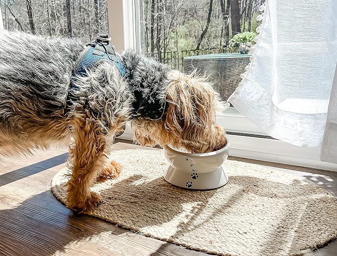 Y YHY Elevated Cat Food Bowl, Raised Pet Food and Water Bowl for Cat and Small Dog, Tilted Ceramic Water Bowl No Spill,15oz, Dishwasher Safe - PAWPICO
