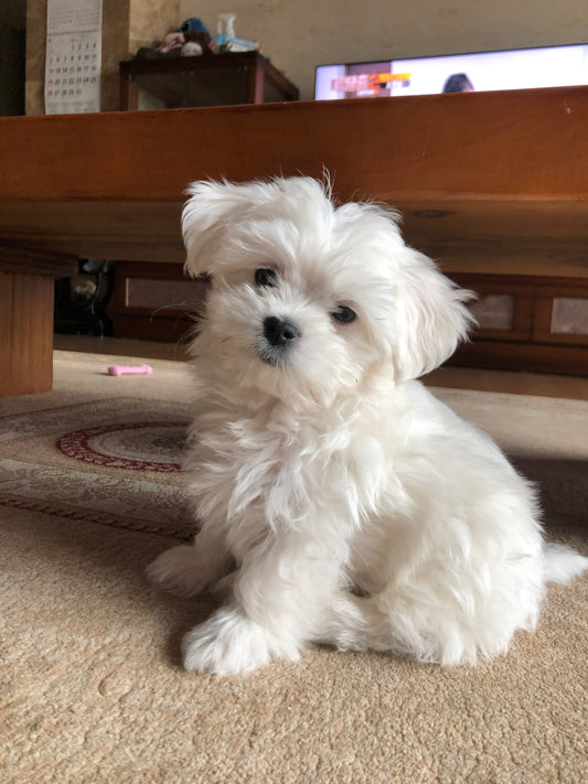 A-Happy-Life-with-My-Dog-Pawpico-and-the-Special-Story-of-Mongshil PAWPICO