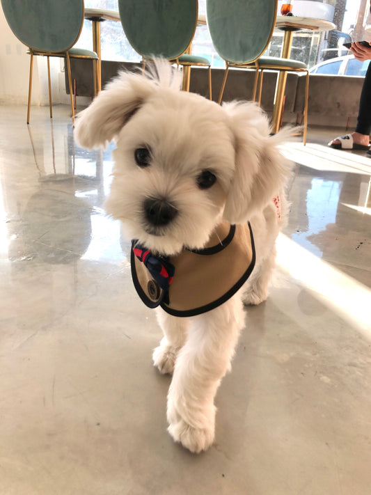 How-to-Choose-the-Best-Premium-Pet-Food-for-Your-Furry-Friend-A-Story-of-My-Maltese-Mongshil PAWPICO