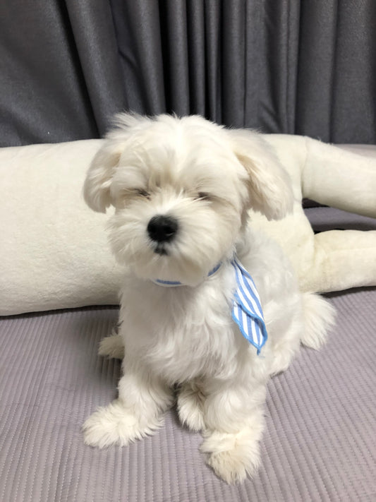 2025-A-Fresh-Start-Give-Your-Pets-More-Love-This-New-Year PAWPICO