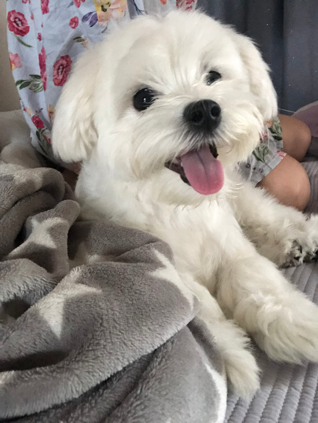 The-Best-Dog-Toys-for-Energy-Perfect-Choices-for-Active-Dogs PAWPICO