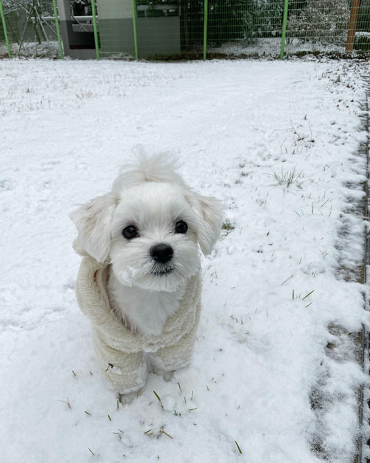 Pet-Winter-Care-How-to-Keep-Your-Furry-Friend-Safe-and-Healthy-in-the-Cold-Weather PAWPICO