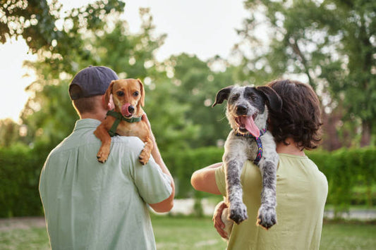How to Keep Your Dog Busy While You’re at Work: 5 Dog Enrichment Ideas That Actually Work