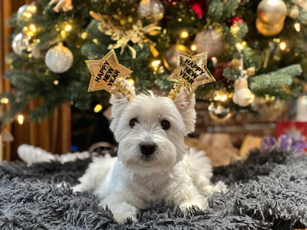 Living-the-Best-Life-with-Mongshil-A-Complete-Guide-to-Must-Have-Pet-Items-from-Food-to-Beds PAWPICO