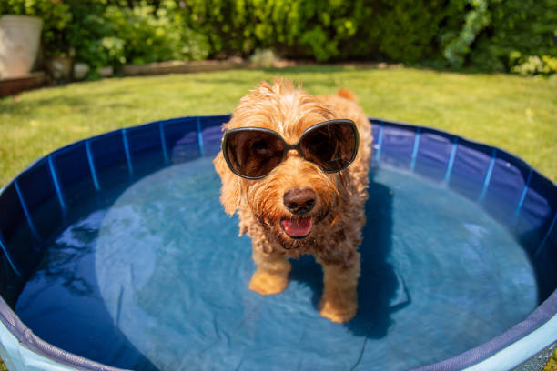 2025 Heat Wave Alert: 5 Life-Saving Summer Tips for Your Dog