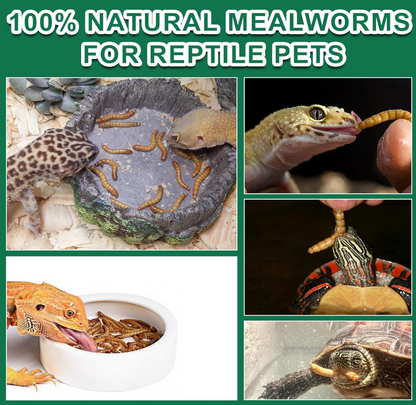 Dried Mealworms for Reptiles & Small Pets - 100% Natural High Protein Food for Bearded Dragons,Turtles, Lizards, Hamsters & Hedgehogs (4oz) Capuca