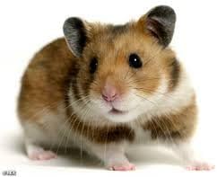 Rodent Pet Food 2 Pounds for all Types of Rodents Complete Diet Mice Rats, Gerbils Hamsters Squirrels Blocks for all Your Large or Small Rodent Needs No Dust Harlan 8640 Teklad Bulk PAWPICO
