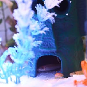 Fish Tank Decorations,House Ornament Kit,Aquarium Decor PAWPICO