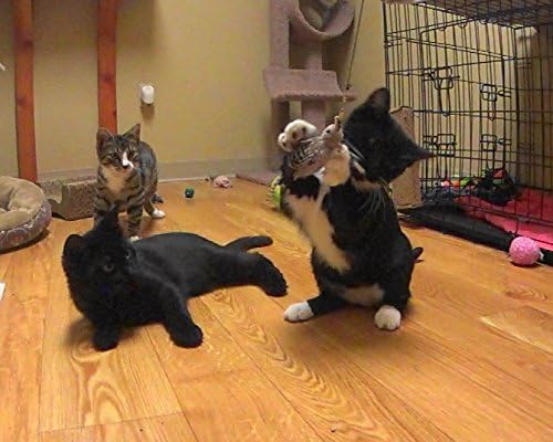 Gila Woodpecker Bird Refill/Attachment - Fits Wildcat and Popular Bird and Mouse Type Wands/Poles - PAWPICO