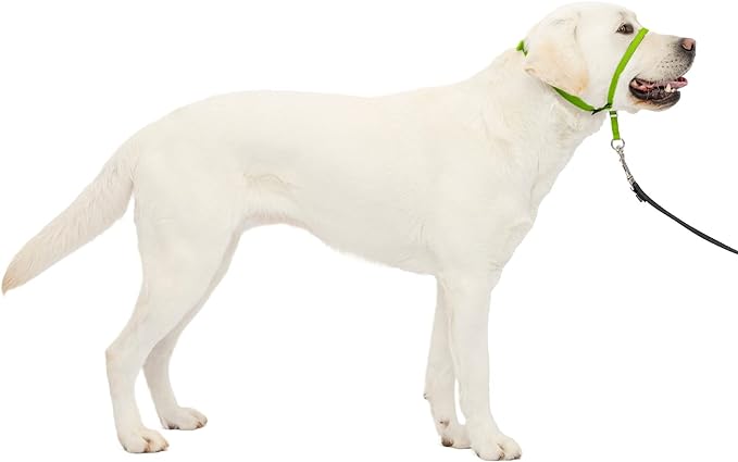 PetSafe Gentle Leader No-Pull Dog Headcollar - The Ultimate Solution to Pulling - Redirects Your Dog's Pulling for Easier Walks - Helps You Regain Control - Large, Apple Green PetSafe
