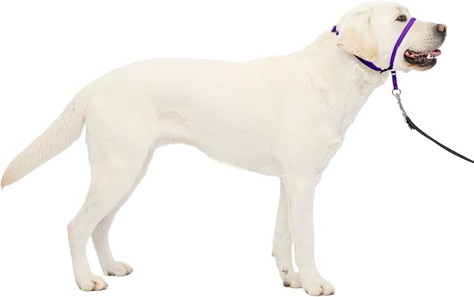 PetSafe Gentle Leader No-Pull Dog Headcollar - The Ultimate Solution to Pulling - Redirects Your Dog's Pulling for Easier Walks - Helps You Regain Control - Large, Deep Purple PetSafe