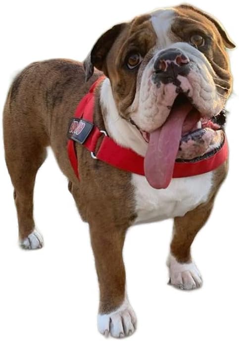 BULLHUG Harness – Made for Larger Chested Dogs Like English Bulldogs, French Bulldogs, Pugs & More. Stops Dogs from Pulling & Choking on Walks (Bright RED, Medium) BULLHUG