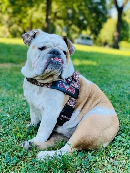 BULLHUG Harness – Made for Larger Chested Dogs Like English Bulldogs, French Bulldogs, Pugs & More. Stops Dogs from Pulling & Choking on Walks (Fiesta, Small) BULLHUG