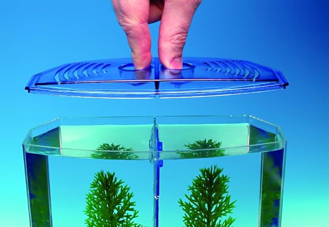 Penn-Plax Twin Betta Bow-Front Kit for Aquarium Blue, Green, Tank is 7.5" Across The Front, 6" Across The Back Penn-Plax