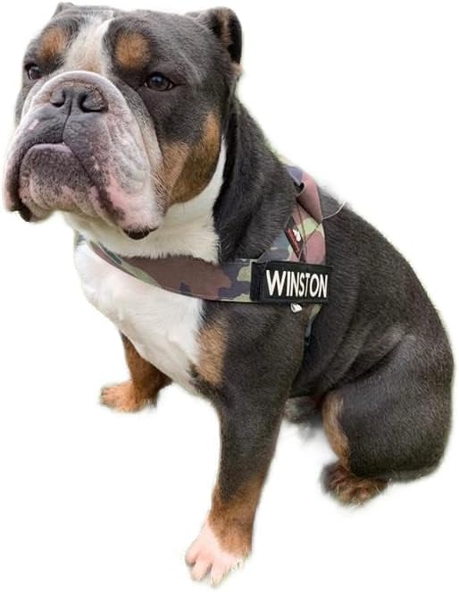 BULLHUG Harness – Made for Larger Chested Dogs Like English Bulldogs, French Bulldogs, Pugs & More. Stops Dogs from Pulling & Choking on Walks (Army, Small) BULLHUG