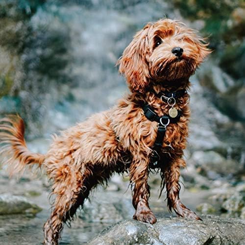 Blue-9 Buckle-Neck Balance Harness, Fully Customizable Fit No-Pull Harness, Ideal for Dog Training and Obedience, Made in The USA, Hunter Green, Medium Blue-9