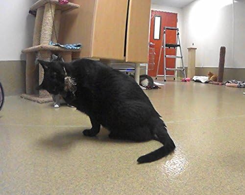 House Finch Bird Refill/Attachment- Fits Wildcat and Popular Bird and Mouse Type Wands/Poles - PAWPICO