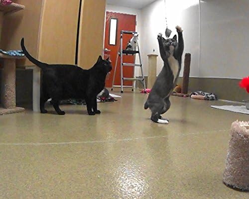 Gila Woodpecker Bird Refill/Attachment - Fits Wildcat and Popular Bird and Mouse Type Wands/Poles - PAWPICO