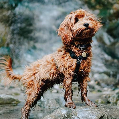 Blue-9 Buckle-Neck Balance Harness, Fully Customizable Fit No-Pull Harness, Ideal for Dog Training and Obedience, Made in The USA, Camo, Small Blue-9