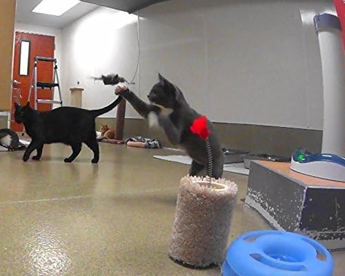 House Finch Bird Refill/Attachment- Fits Wildcat and Popular Bird and Mouse Type Wands/Poles - PAWPICO