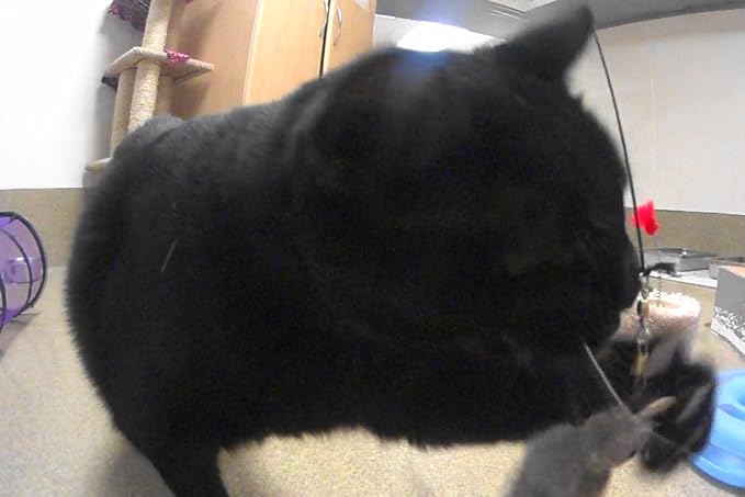 House Finch Bird Refill/Attachment- Fits Wildcat and Popular Bird and Mouse Type Wands/Poles - PAWPICO