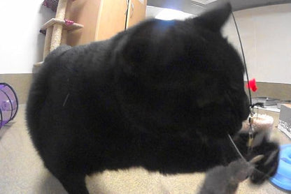 House Finch Bird Refill/Attachment- Fits Wildcat and Popular Bird and Mouse Type Wands/Poles - PAWPICO