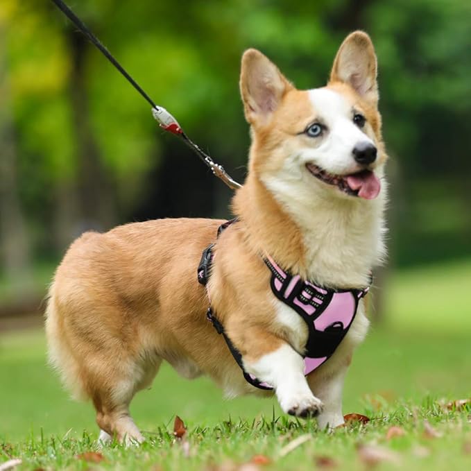 rabbitgoo Dog Harness No Pull with 2 Leash Clips, Adjustable Soft Padded, Reflective Oxford No Choke Pet Vest with Easy Control Handle for Medium Sized Dogs, Pink, M rabbitgoo